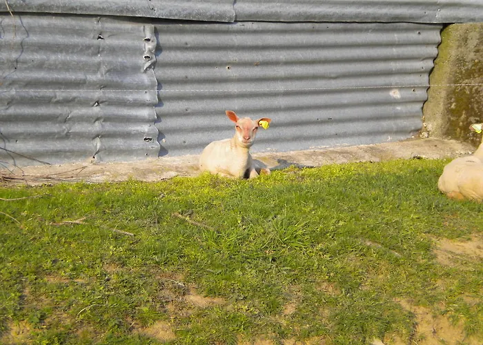 Couette-café D'hôtes Antézière Réaumur